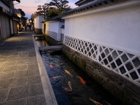 津和野殿町的白壁、水路與鯉魚