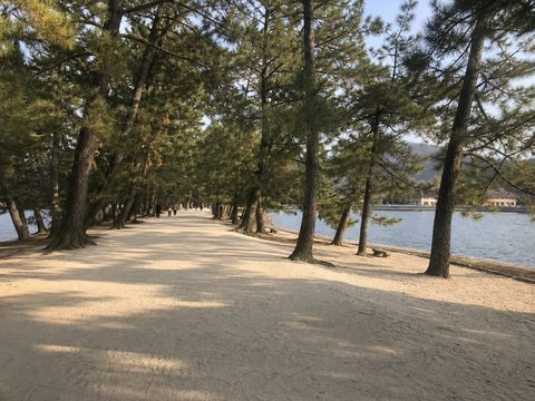 天橋立地面的白砂松林